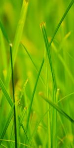 Grass,Summer,Macro,Nature