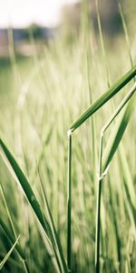 Grass,Summer,Macro,Shine,Light,Shadow