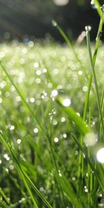 Grass,Summer,Morning,Dew,Nature,Drops