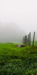 Grass,Summer,Morning,Nature,Fog,Fence