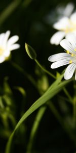 Grass,Summer,Stamens,Flowers