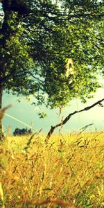 Nature,Bois,Oreilles,Chaussures À Pointes,Herbe,Arbre,Domaine,Des Peintures,Seigle,Champ,Couleur,Peinture,Couleurs,Été