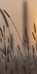 Grass,Sun,Ear,Nature,Dawn