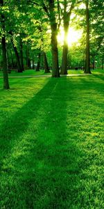 Grass,Sun,Landscape,Trees