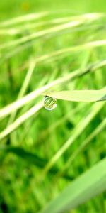 Herbe,Une Goutte,Macro,Briller,Goutte,Rosée,Sun,Lumière