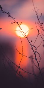 Grass,Sun,Macro,Sunset