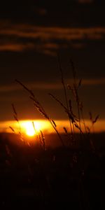 Grass,Sun,Nature,Sunset,Dark