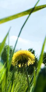 Naturaleza,Hierba,Sol,Destello,Deslumbramiento,Brillar,Luz,Verano,Diente De León