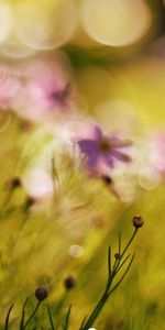 Grass,Sunlight,Flowers,Macro,Field