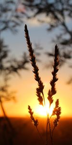 Macro,Herbe,Lisse,Lumière Du Soleil,Flou,Coucher De Soleil