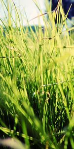 Grass,Sunlight,Macro,Bright