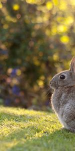 Luz Del Sol,Luz De Sol,Conejo,Liebre,Animales,Hierba