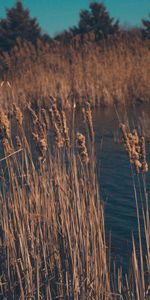 Herbe,Sec,Roseaux,Nature,Marais