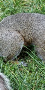 Grass,Tail,Animals,Squirrel