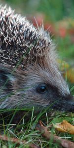 Grass,Thorns,Prickles,Hedgehog,Animals