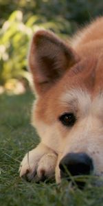 Chagrin,Akita Inu,Hachiko,Hachiko |,Se Coucher,Mensonge,Herbe,Tristesse,Animaux,Chien