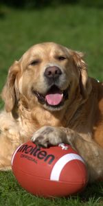 Animales,Hierba,Tumbarse,Mentir,Perro,Bola,Perro Perdiguero De Oro,Golden Retriever,Pelota,Juguetón