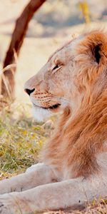 Se Coucher,Mensonge,Domaine,Animaux,Herbe,Champ,Prédateur,Lion,Un Lion