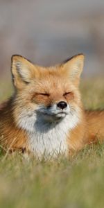 Se Coucher,Mensonge,Un Renard,Herbe,Renard,Animaux