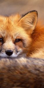 Grass,To Lie Down,Lie,Muzzle,Wool,Fox,Animals