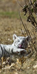 Grass,To Lie Down,Lie,Playful,Tiger Cub,Animals,Tiger