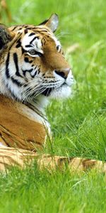 Grass,To Lie Down,Lie,Rest,Tiger,Animals,Big Cat,Relaxation