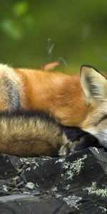 Grass,To Lie Down,Lie,Sleep,Animals,Dream,Fox