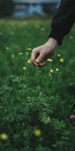 Main,Toucher,Émouvant,Herbe,Fleurs