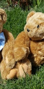 Grass,Toys,Miscellanea,Miscellaneous,Pair,Teddy Bears,Couple