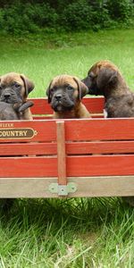 Animales,Hierba,Remolque,Cachorros,Bullmastiff