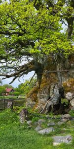 Été,Vieux,Vieille,Chaîne,Bois,Arbre,Herbe,Nature