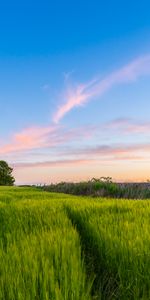 Domaine,Champ,Arbre,Bois,Été,Herbe,Sky,Nature