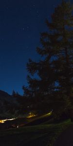 Herbe,Bois,Arbre,Nature,Nuit,Ciel Étoilé