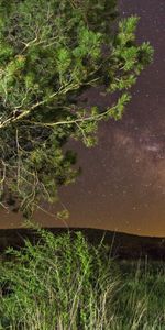 Grass,Tree,Nature,Stars,Wood,Night,Summer