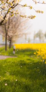 Herbe,Arbre,Bois,Nature,Fleurs