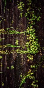 Nature,Herbe,Planter,Bois,Arbre,Plante,Surface