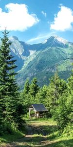 Grass,Trees,Mountains,Summer,Forest,Nature