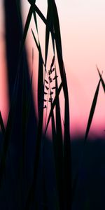 Herbe,Macro,Crépuscule,Sombre