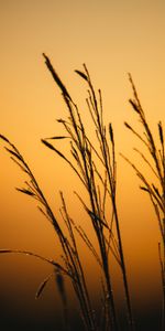 Grass,Twilight,Macro,Dusk,Dew,Dark