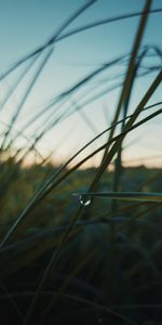 Grass,Twilight,Macro,Dusk,Drop