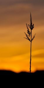 Grass,Twilight,Macro,Dusk,Spikelet,Plant,Dark