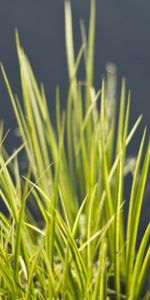 Grass,Vegetation,Beam,Bunch,Nature