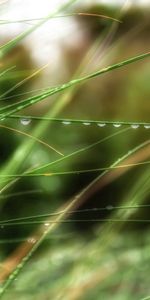 Grass,Vegetation,Greens,Macro