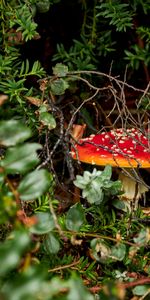 Grass,Vegetation,Toadstool,Nature,Mushroom