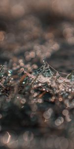 Herbe,Drops,Rosée,Web,Macro