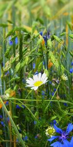 Herbe,Wildflowers,Nature,Fleurs Sauvages,Fleurs