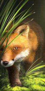 Herbe,Faune,Animal,Un Renard,Renard,Art