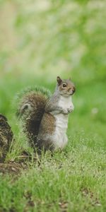 Hierba,Vida Silvestre,Curioso,En Pie,Animales,Ardilla,Fauna Silvestre