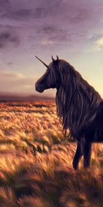 Viento,Hierba,Arte,Campo,Caballo,Unicornio