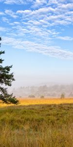 Grass,Wood,Tree,Branches,Fir,Spruce,Nature,Field